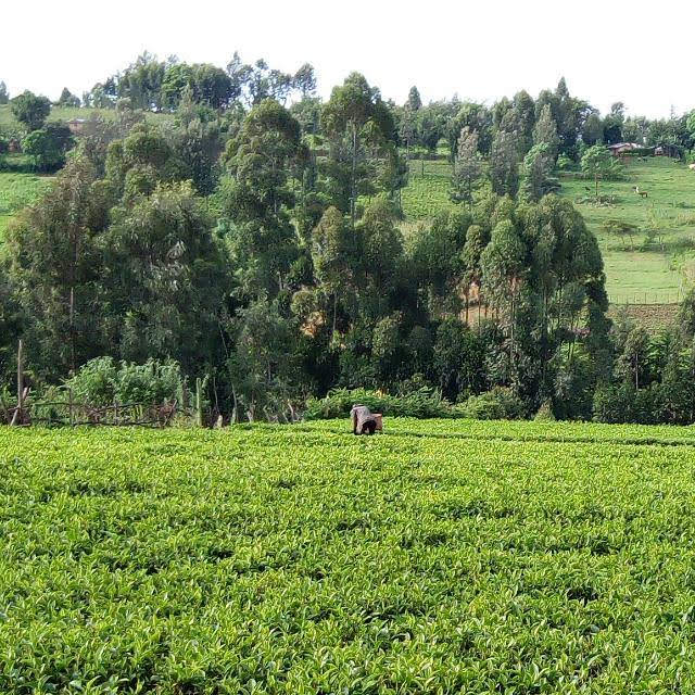 a tea farm in Konoin, Bomet County.