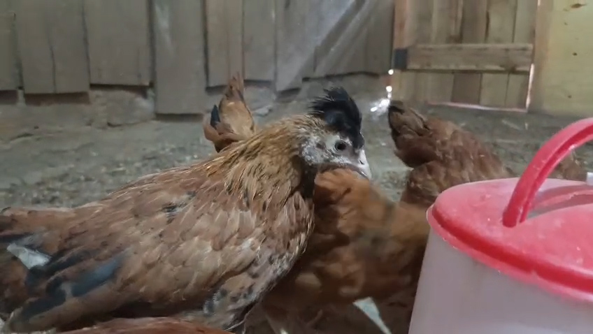 MAGGOT FARMING IN CHEPALUNGU